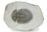 Thysanopeltella (Thysanopeltis) Trilobite - Jorf, Morocco #299839-1